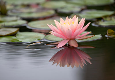 Beyond Hot Flashes: The Menopause Challenge Nobody’s Talking About