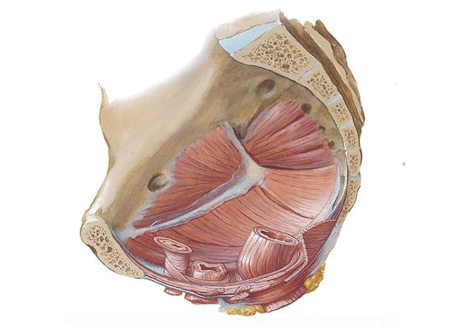 The Anatomy of a Strong Pelvic Floor: It’s Not Just About One Muscle