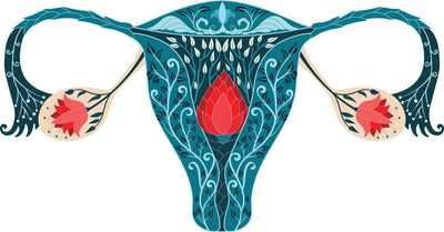 The Hidden Link Between Your Gut and Your Lady Parts: A Game Changer for Women’s Wellness