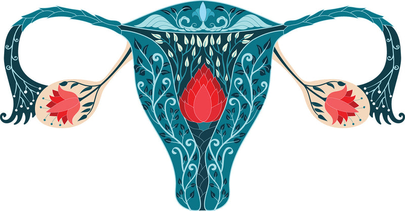 The Hidden Link Between Your Gut and Your Lady Parts: A Game Changer for Women’s Wellness