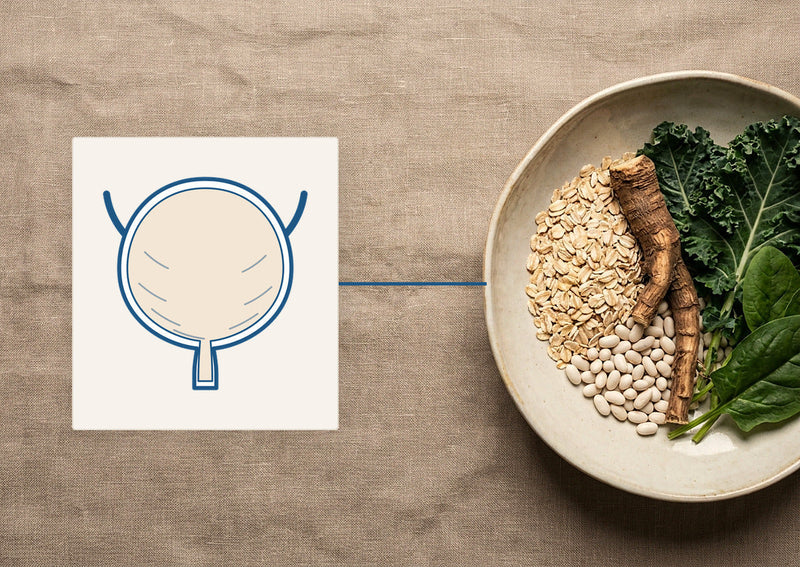 Can Your Gut Health Affect Your Bladder During and After Menopause?